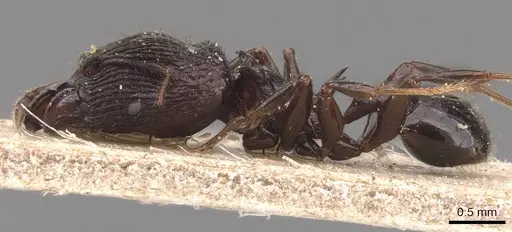 Pheidole tetracantha specimen