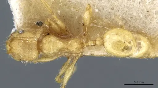 Pheidole tetrica specimen