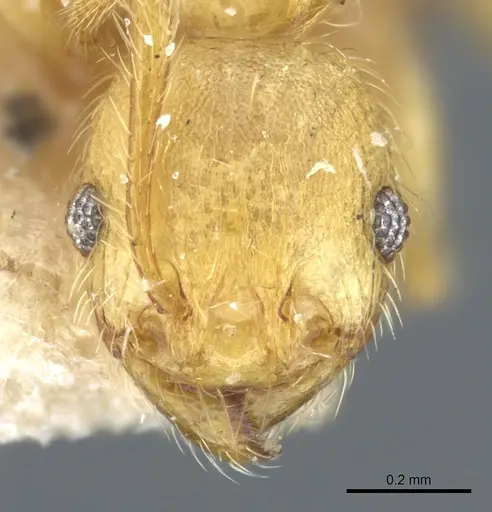 Pheidole tetrica specimen