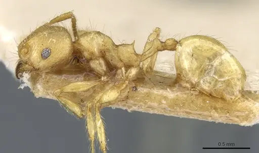 Pheidole tetrica specimen