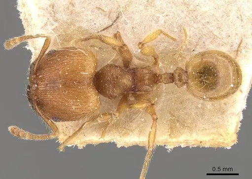 Pheidole tetrica - CASENT0908298