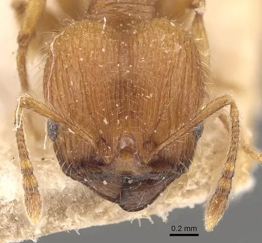 Pheidole tetrica - CASENT0908298