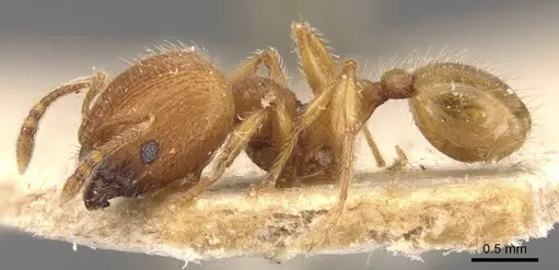 Pheidole tetrica - CASENT0908298