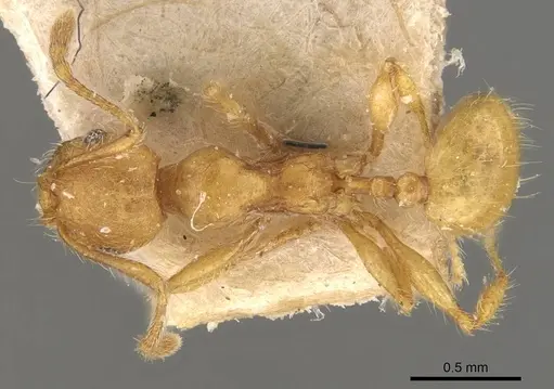 Pheidole tetrica - CASENT0908299