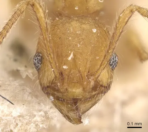 Pheidole tetrica - CASENT0908299