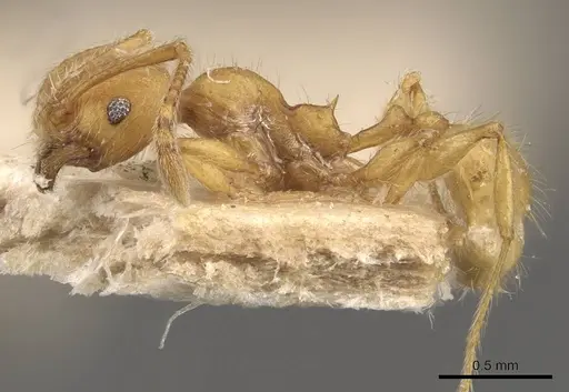 Pheidole tetrica - CASENT0908299