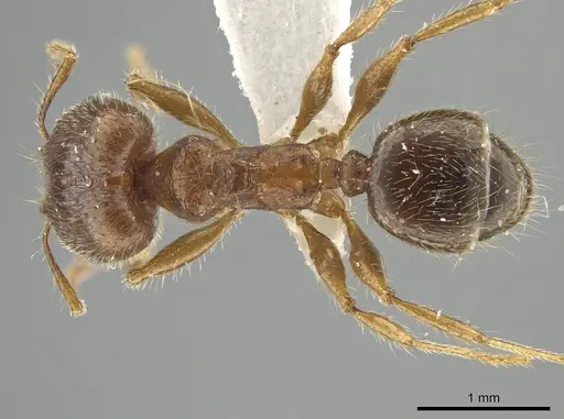 Pheidole tetroides specimen