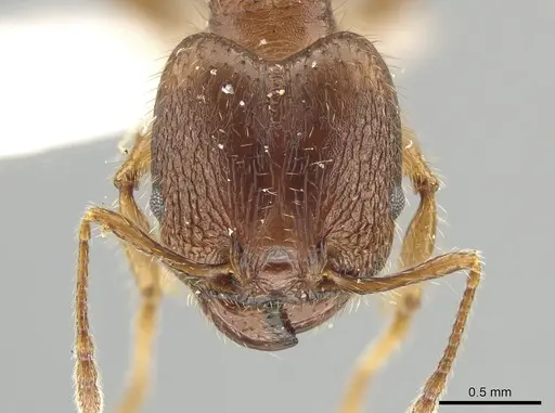 Pheidole tetroides specimen