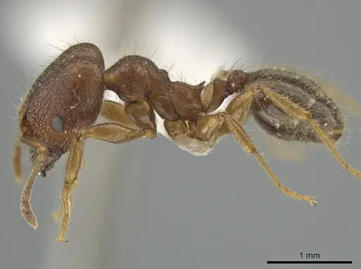 Pheidole tetroides specimen