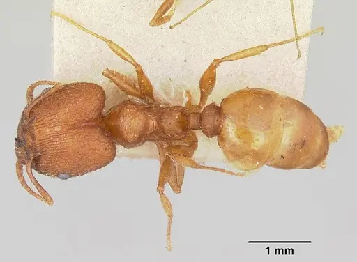 Pheidole texana specimen