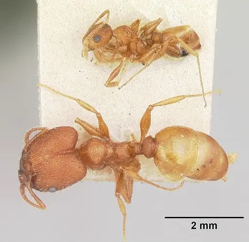 Pheidole texana specimen