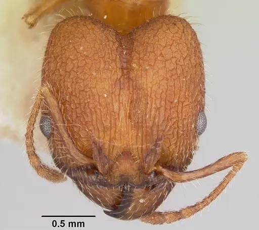 Pheidole texana specimen