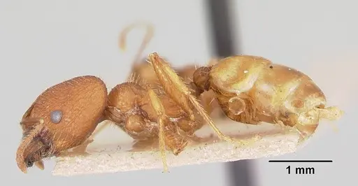 Pheidole texana - CASENT0103152