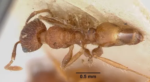 Pheidole texana - CASENT0104930