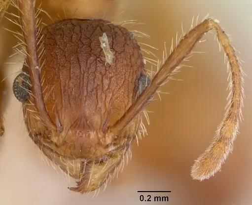 Pheidole texana - CASENT0104930
