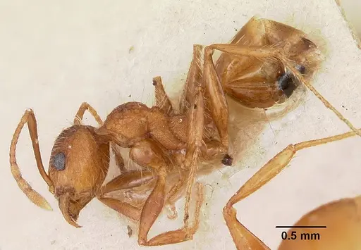 Pheidole texana - CASENT0104930