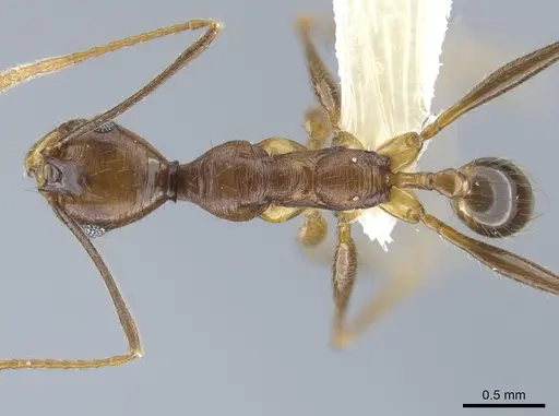 Pheidole tigris specimen