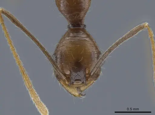 Pheidole tigris specimen