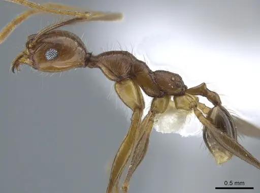 Pheidole tigris specimen