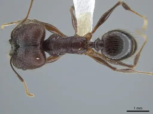 Pheidole tigris - CASENT0633658