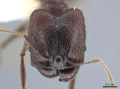 Pheidole tigris - CASENT0633658