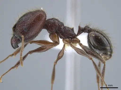 Pheidole tigris - CASENT0633658