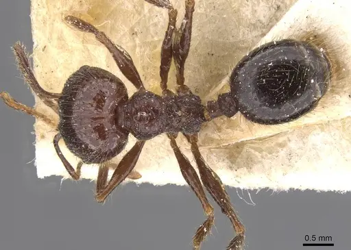 Pheidole tijucana specimen