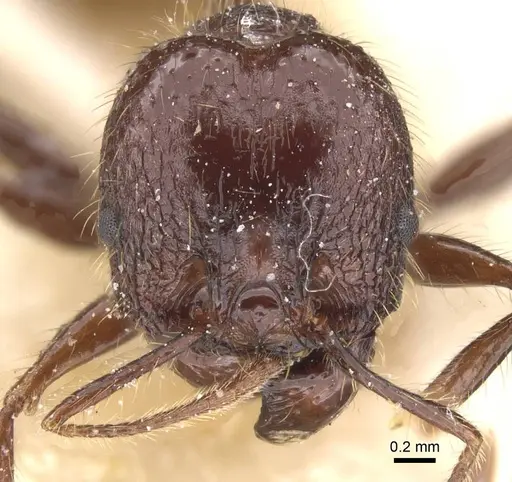 Pheidole tijucana specimen