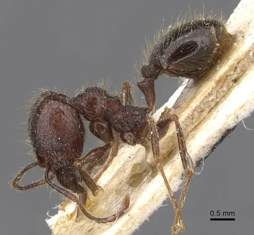 Pheidole tijucana specimen