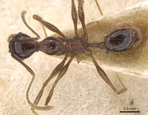 Pheidole tijucana - CASENT0913461