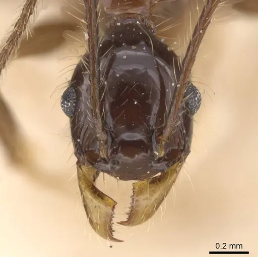 Pheidole tijucana - CASENT0913461