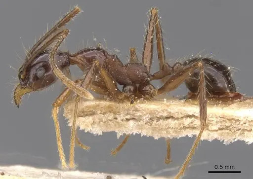 Pheidole tijucana - CASENT0913461