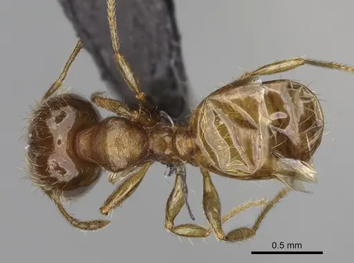 Pheidole tikal specimen