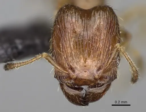 Pheidole tikal specimen