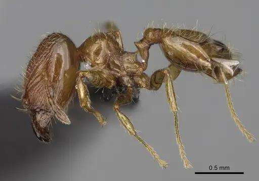 Pheidole tikal specimen