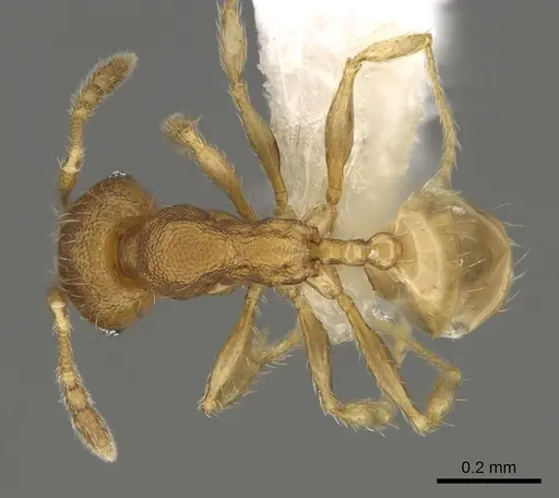 Pheidole tikal - CASENT0645177