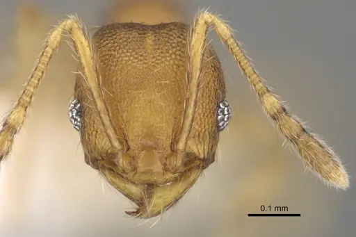 Pheidole tikal - CASENT0645177