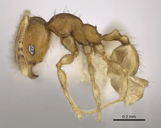 Pheidole tikal - CASENT0645177