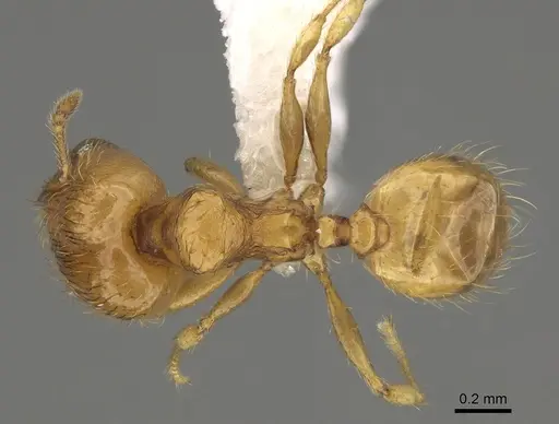 Pheidole tikal - CASENT0645178
