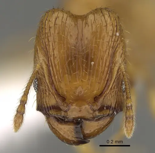 Pheidole tikal - CASENT0645178