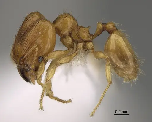Pheidole tikal - CASENT0645178