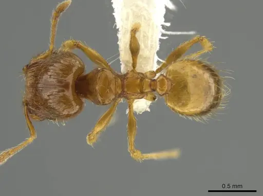 Pheidole tikal - CASENT0645181