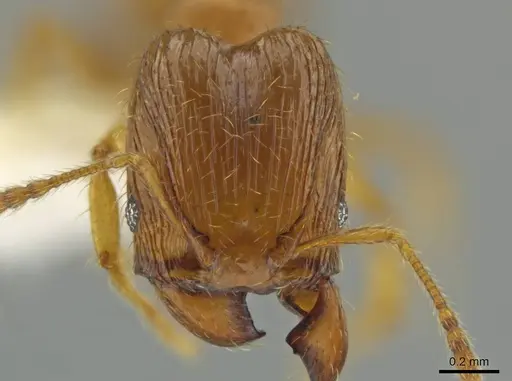 Pheidole tikal - CASENT0645181