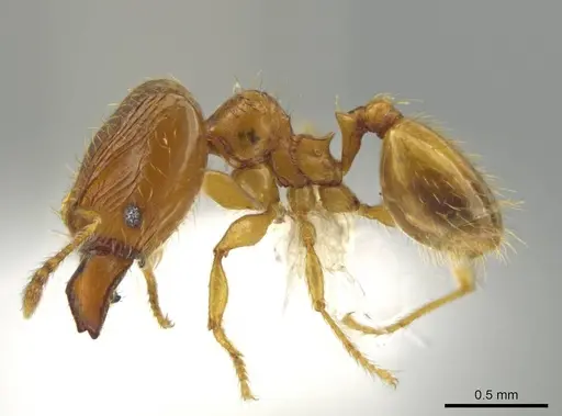 Pheidole tikal - CASENT0645181