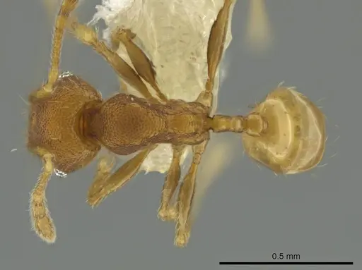 Pheidole tikal - CASENT0645182