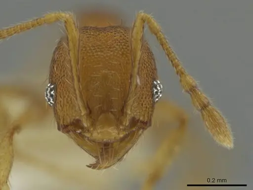 Pheidole tikal - CASENT0645182