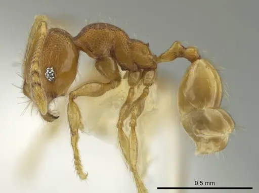 Pheidole tikal - CASENT0645182