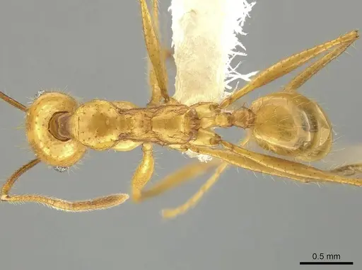 Pheidole tinamu specimen