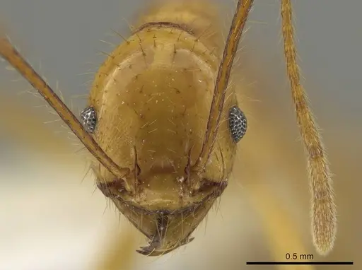 Pheidole tinamu specimen