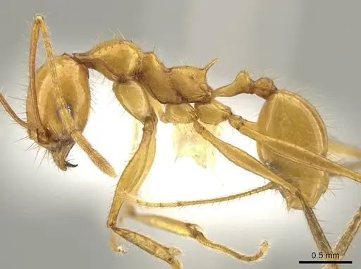 Pheidole tinamu specimen